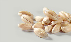 Weizen, hydrothermisch behandelt